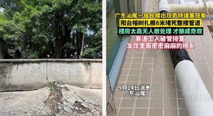为啥说「榕树不容人」？房屋十米之内不要种榕树？