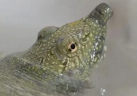 为什么说「红豆配相思」，而绿豆却只能「配王八」？