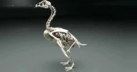 如果人类没有见过鸡，只凭副鸡骨架，能够真实还原出鸡的样子吗？