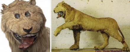 如果人类没有见过鸡，只凭副鸡骨架，能够真实还原出鸡的样子吗？