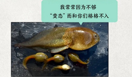 为什么有的蝌蚪不会变成青蛙，而是变成巨型蝌蚪？