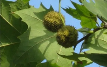 为什么南京的法国梧桐都「劈个大叉」？