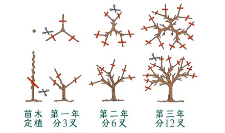 为什么南京的法国梧桐都「劈个大叉」？