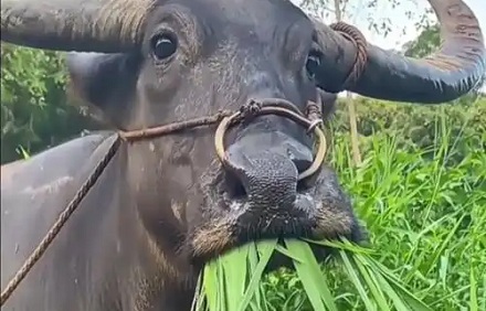 为什么牛要穿鼻环，而不是和马一样用笼头呢？