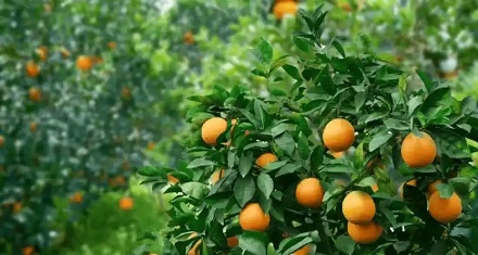 为什么说全世界的脐橙都来自同一棵树？