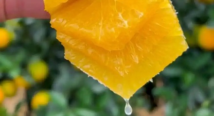 为什么说全世界的脐橙都来自同一棵树？