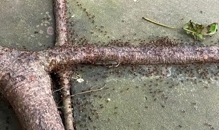 蚂蚁能提前预测地震?