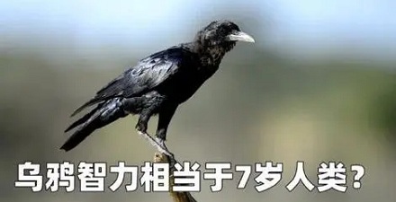 乌鸦到底有多聪明?