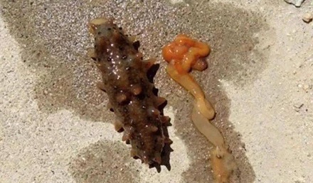 海参逃避敌害时,抛掉肚肠为什么不会死去?