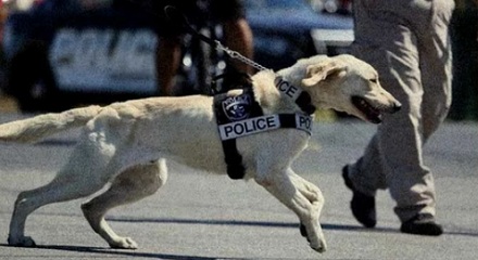 普通狗看到警大会觉得看到警察吗?
