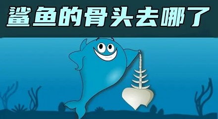 为什么说鲨鱼没有骨头?