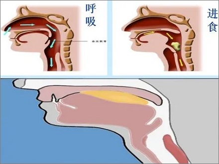 为什么人不能同时吞咽和呼吸?