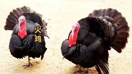 为啥中国人不爱吃火鸡?