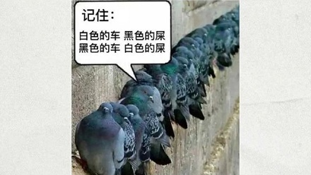 为什么鸟要在白车上拉黑屎,黑车上拉白屎?
