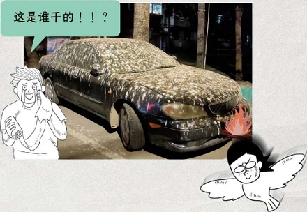 为什么鸟要在白车上拉黑屎,黑车上拉白屎?