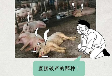 为什么在养猪场不能穿自己的内裤?