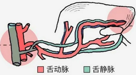 咬舌自尽真的能死吗,是失血死的还是疼死的?
