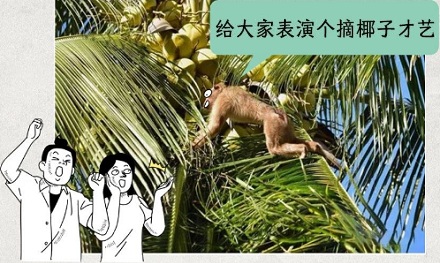 为啥椰子水包装上要画着禁止猴子的标志?
