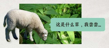 淫羊藿,为什么要取这么露骨的名字?