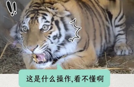 假如老虎加速朝我跑来,我也对着它冲刺,它会不会愣一下?