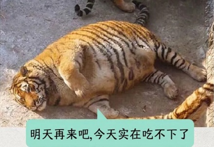 假如老虎加速朝我跑来,我也对着它冲刺,它会不会愣一下?