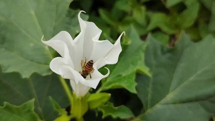 来自有毒植物的蜂蜜有毒吗?