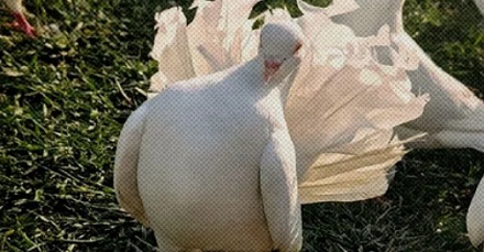 为什么有的人喂完鸽子就死了?