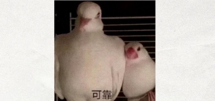 古时候飞鸽传书能传多远？鸽子不会迷路吗？