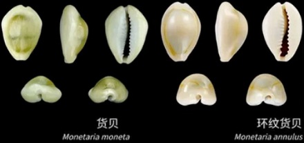 古代用贝壳做货币,是不是捧把贝壳穿越回去就成富翁了?