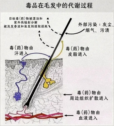 为什么很多吸毒的人喜欢剃头发、染头发?