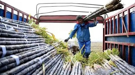 为什么西瓜这么甜，却不用它来制糖？