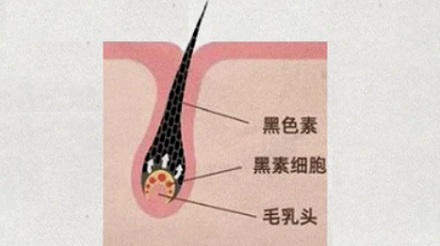 人真的会因为极度悲伤绝望一夜白头吗?