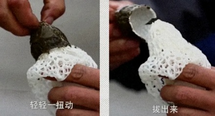 涮火锅吃的竹荪到底是个啥?