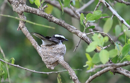花斑鹟(Ficedula hypoleuca)是一夫一妻的鸟类