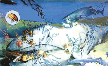 当鲸鱼在海洋中死去,它的尸体会缓慢沉入海底。这个缓慢的过程有一个饱含诗意的名字——鲸落(Whale Fall)。