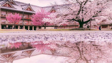 日本的国花是樱花吗?
