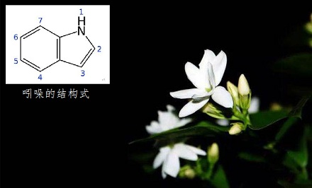 芳香的鲜花含有「恶臭」的成分?