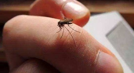 蚊子更「青睐」爱化妆的人?