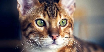 猫咪的胡须有什么用?