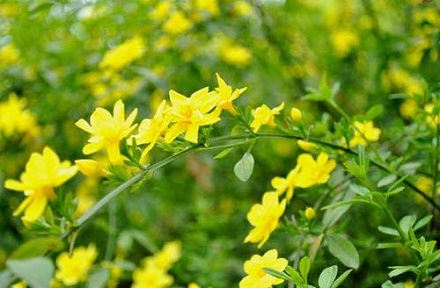 为什么大多数花都有香味?