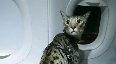 宠物猫可以跟乘客一块坐飞机吗?