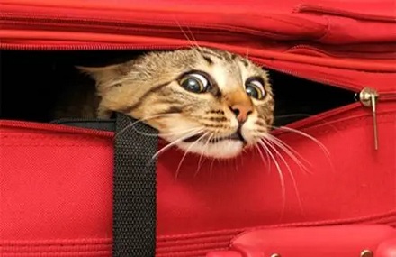 宠物猫可以跟乘客一块坐飞机吗?