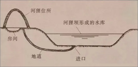 为什么河狸会建造水坝?