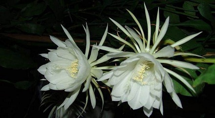 昙花为什么选择在晚上开花?