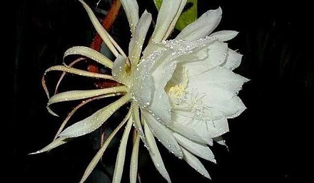 昙花为什么选择在晚上开花?