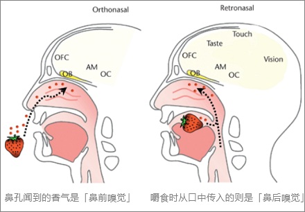 捏住鼻子只能尝到几种味道?