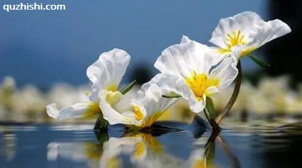「水性杨花」真的是一种花!