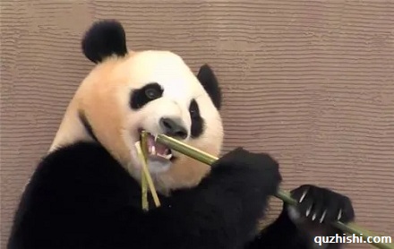 为啥食铁兽宁愿吃竹子也不吃草?