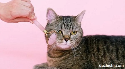 人类驯服了猫还是猫征服了人类?