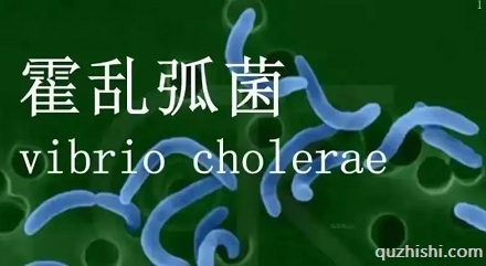 霍乱病毒是怎么搞死人的?